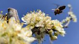 Pine pollen season underway, what you should look out for when allergies attack