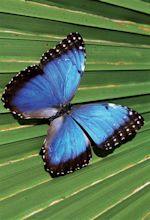 Spotlight on Wildlife: Morpho Butterfly