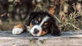 Bernese Mountain Dog Puppies: Cute Pictures and Facts