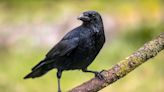 Crows can count and they do it out loud