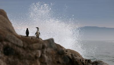 Os pinguins de Humboldt, no Chile, podem estar em vias de extinção