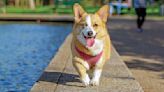 Hundreds of corgis will take over this Oregon beach town