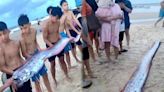 天災預兆？越南海岸驚見「4.5米地震魚」 當地民眾厚葬牠