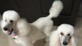 Two-poodle home brims with barks, fur, energy — and big love | Suzy Leonard