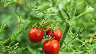 How to Grow Tomatoes for a Bountiful Harvest All Summer Long