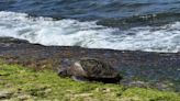 O’ahu’s first sea turtle care center to open this summer