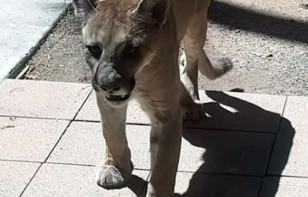 Mountain lion that made Tucson hospital visit headed back to wild