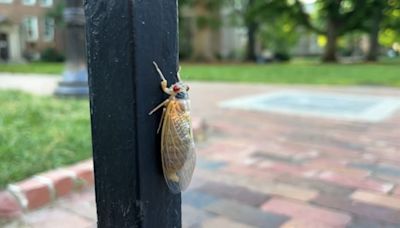 A strange fungus could transform emerging cicadas into 'saltshakers of death,' scientists say