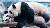 Giant Pandas Are Returning to San Diego, China Announces