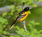 Baltimore oriole