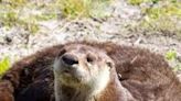 Northern zone river otter trapping season closing early