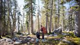 Researchers working to save whitebark pine, a declining keystone tree species in the greater Yellowstone area