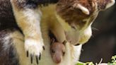 Nacimiento de una cría de canguro arborícola en el Zoológico del Bronx