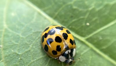 Yes, There Are Actually ‘Bad’ Ladybugs—Here's What to Do About Them