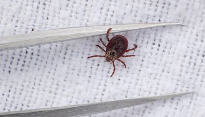 What do ticks look like? How to spot and get rid of them, according to experts