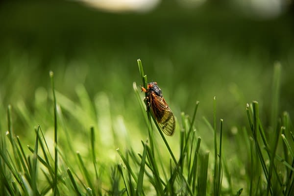 Cicadas Are What's for Dinner — But One Bug Lover Isn't Happy