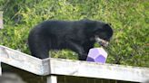 Racine Zoo announces new resident, an Andean bear named Inti