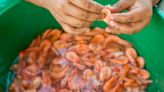 Amantes a los camarones en Colombia deberán tener cuidado; hay alerta por rara enfermedad