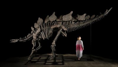 Stegosaurus skeleton sets auction record, selling for $44.6 million