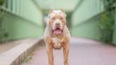 United Kingdom Bans American Bully Dog Breed