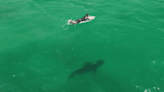 Great White Sharks vs. Surfers: Best Footage of 2023 (Video)