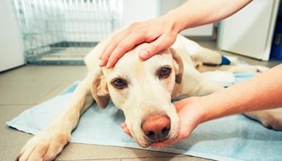 Cáncer en perros: ¿cómo detectarlo a tiempo con sus primeros síntomas?