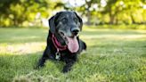 Black Dog ‘Buster’ Turns White Due To Rare Genetic Condition