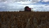 Soja EEUU sube por rebote técnico; maíz y trigo apoyados por dudas sobre acuerdo comercial