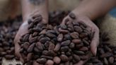 Barry Callebaut Slumps as Cocoa Prices Pressure Chocolate Demand