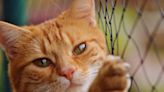 Virginia becomes third state to ban declawing cats