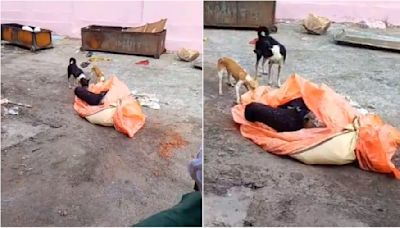 Shocking VIDEO! Dogs Tear, Eat & Feast On Human Bodies At Post-Mortem House In UP's Jhansi