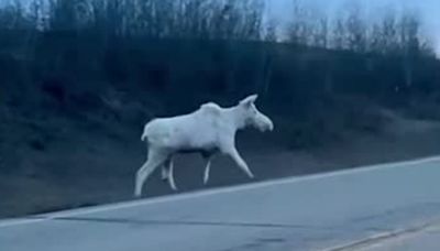 ‘Spiritual moment’: Rare albino moose seen crossing Canadian highway