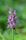 Betonica officinalis