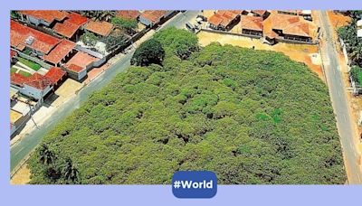 The world’s largest cashew tree is so big, it is a one-tree forest!