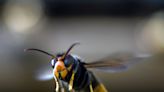 UK facing massive influx of huge killer Asian hornets, warns beekeeper