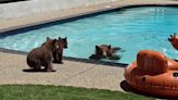 Experience: we found a bear swimming in our pool