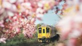 鐵道火車x粉紅花海季節限定畫面！花旗木花期必追經典美景