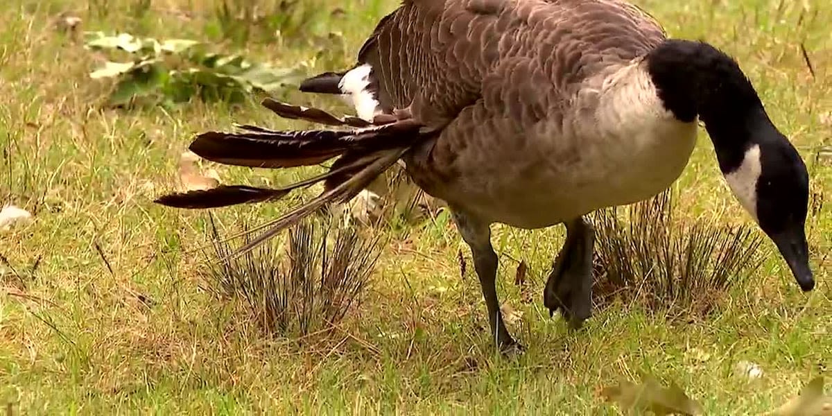 Geese are developing a fatal deformity after being fed too many carbs, park officials say