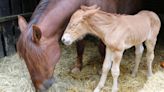 Rare foal born on estate for first time in 100 years