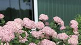 Popular hydrangeas come in varieties to suit all gardening personalities