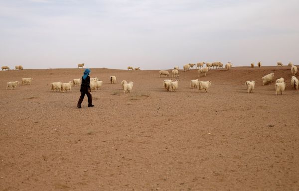 Half of world's pastures degraded by overuse, climate change, UN report says