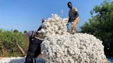 Côte d'Ivoire: le gouvernement maintient les prix du coton pour redynamiser la filière
