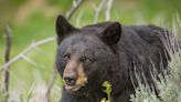 Bear incidents steady in NJ but on the rise in Sussex; most serious category declines