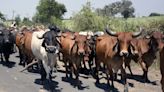 3 cattle transporters died after...: Chhattisgarh police
