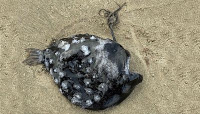 Super Rare Pacific Footballfish Washes Up on Cannon Beach, Oregon