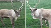 Escaped reindeer returned to Santa in England