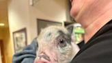 Piglet rescued after being ‘tossed like a football’ during Mardi Gras