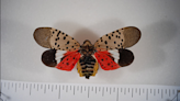 Spotted Lanternflies emerging in southern Ohio
