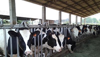 美國乳牛染禽流感 台灣牛檢驗H5N1結果出爐