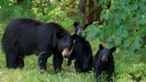 Bear attacks Colorado woman in her backyard, leaving her hospitalized, officials say